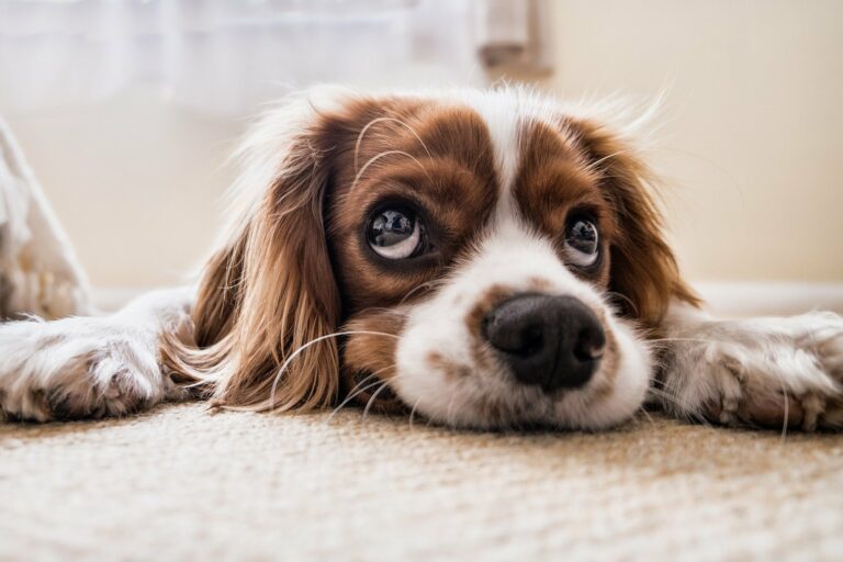 Working Dog As A Business Expense What Can You Claim Working Dog As A Business Expense What Can You Claim